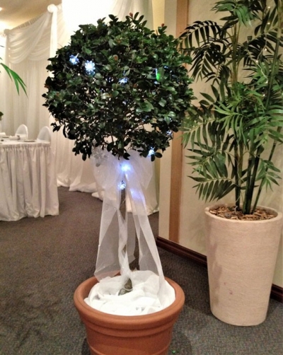 Living Topiary $55.00 each
