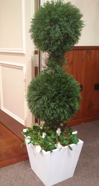 Double ball topiary tree $35.00 (various pots available)
